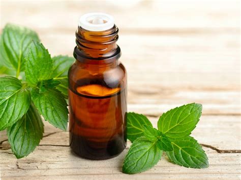 Peppermint Oil for Hair - bobooils